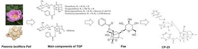 The Regulatory Effects of Paeoniflorin and Its Derivative Paeoniflorin-6′-O-Benzene Sulfonate CP-25 on Inflammation and Immune Diseases